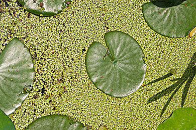 《艾尔登法环》哈利波特mod 霍格沃茨之环？